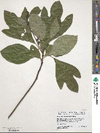 Sassafras albidum image