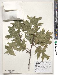 Quercus rubra image