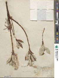 Salix alaxensis image