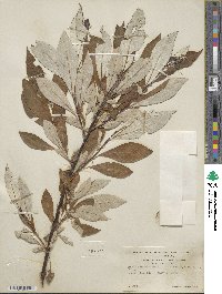 Salix alaxensis var. longistylis image