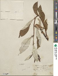 Salix alaxensis var. longistylis image