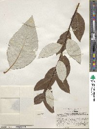 Salix alaxensis var. longistylis image