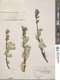 Salix alaxensis image