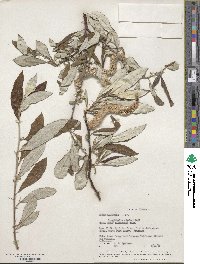 Salix alaxensis var. longistylis image