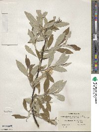 Salix alaxensis image