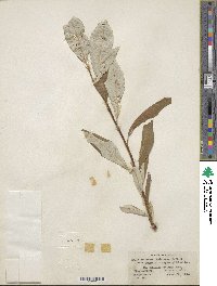 Salix alaxensis image