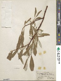 Salix alaxensis image