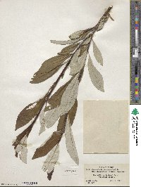 Salix alaxensis var. longistylis image