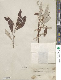 Salix alaxensis var. longistylis image