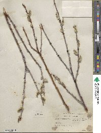 Salix alaxensis var. longistylis image