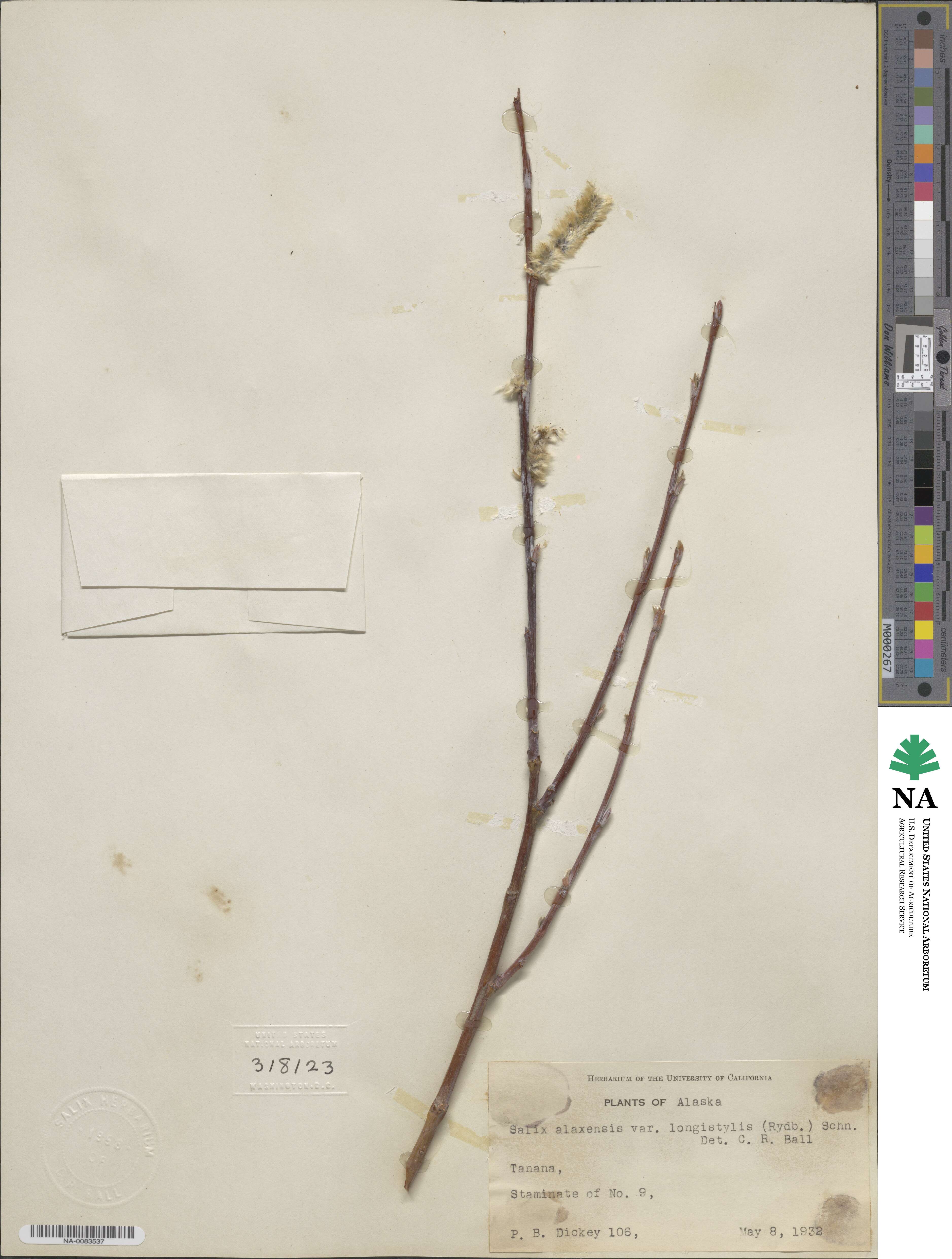 Salix alaxensis image