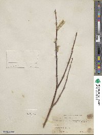 Salix alaxensis var. longistylis image