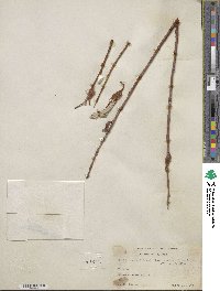 Salix alaxensis var. longistylis image