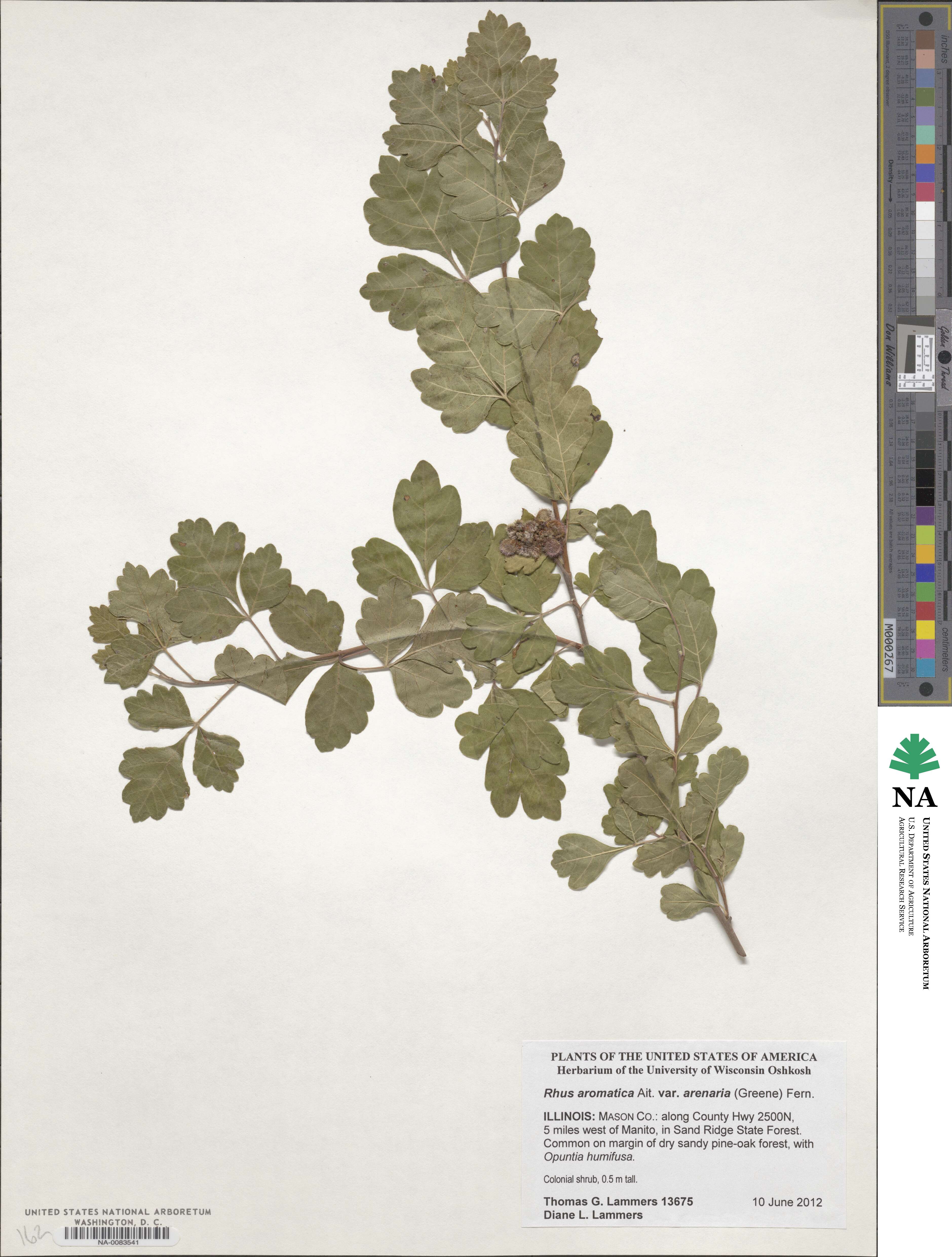 Rhus aromatica var. arenaria image