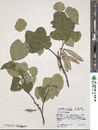 Cercis canadensis image