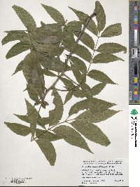 Carya illinoinensis image