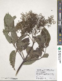 Sambucus canadensis image