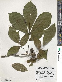 Carya ovata image