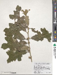 Quercus stellata image