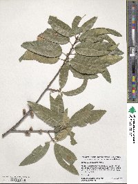 Quercus imbricaria image