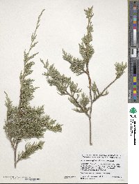 Juniperus virginiana var. virginiana image