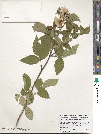 Rosa setigera var. tomentosa image