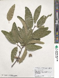 Quercus imbricaria image