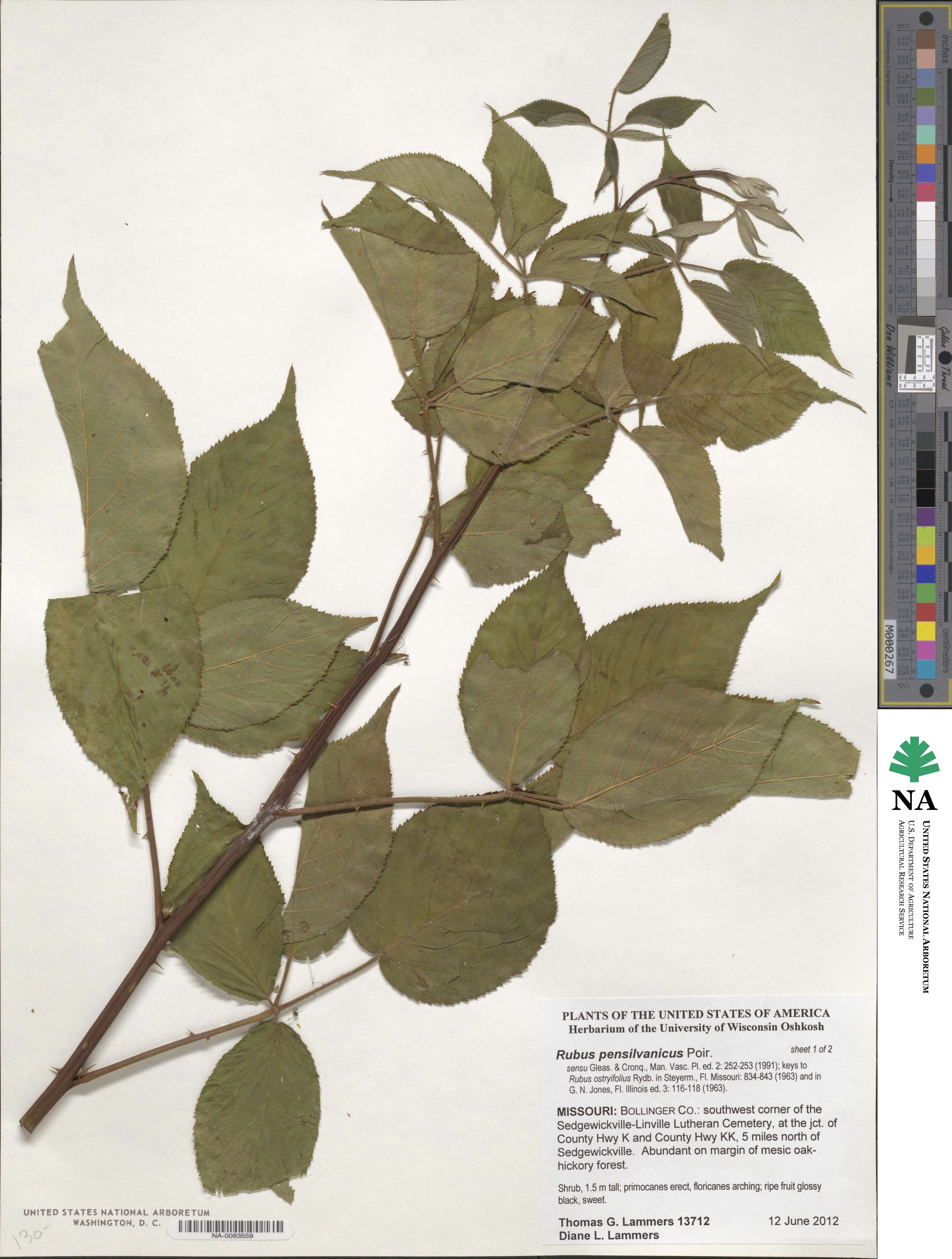 Rubus pensilvanicus image