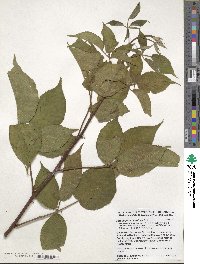 Rubus pensilvanicus image