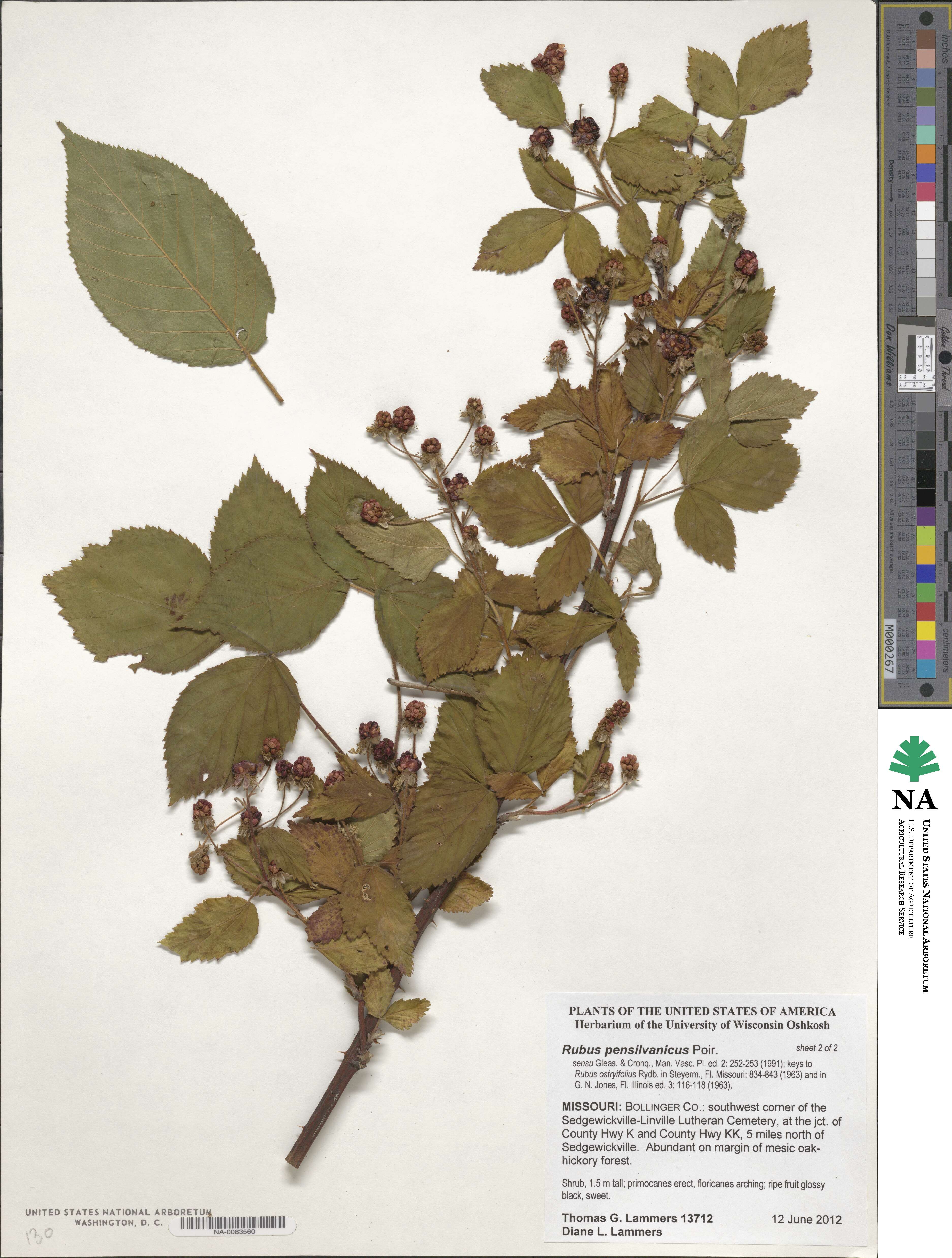 Rubus pensilvanicus image