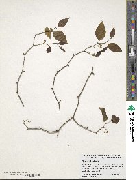 Smilax rotundifolia image