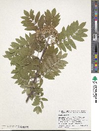 Sorbus aucuparia image