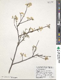 Prunus pensylvanica image