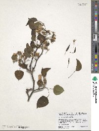 Pyrus calleryana image