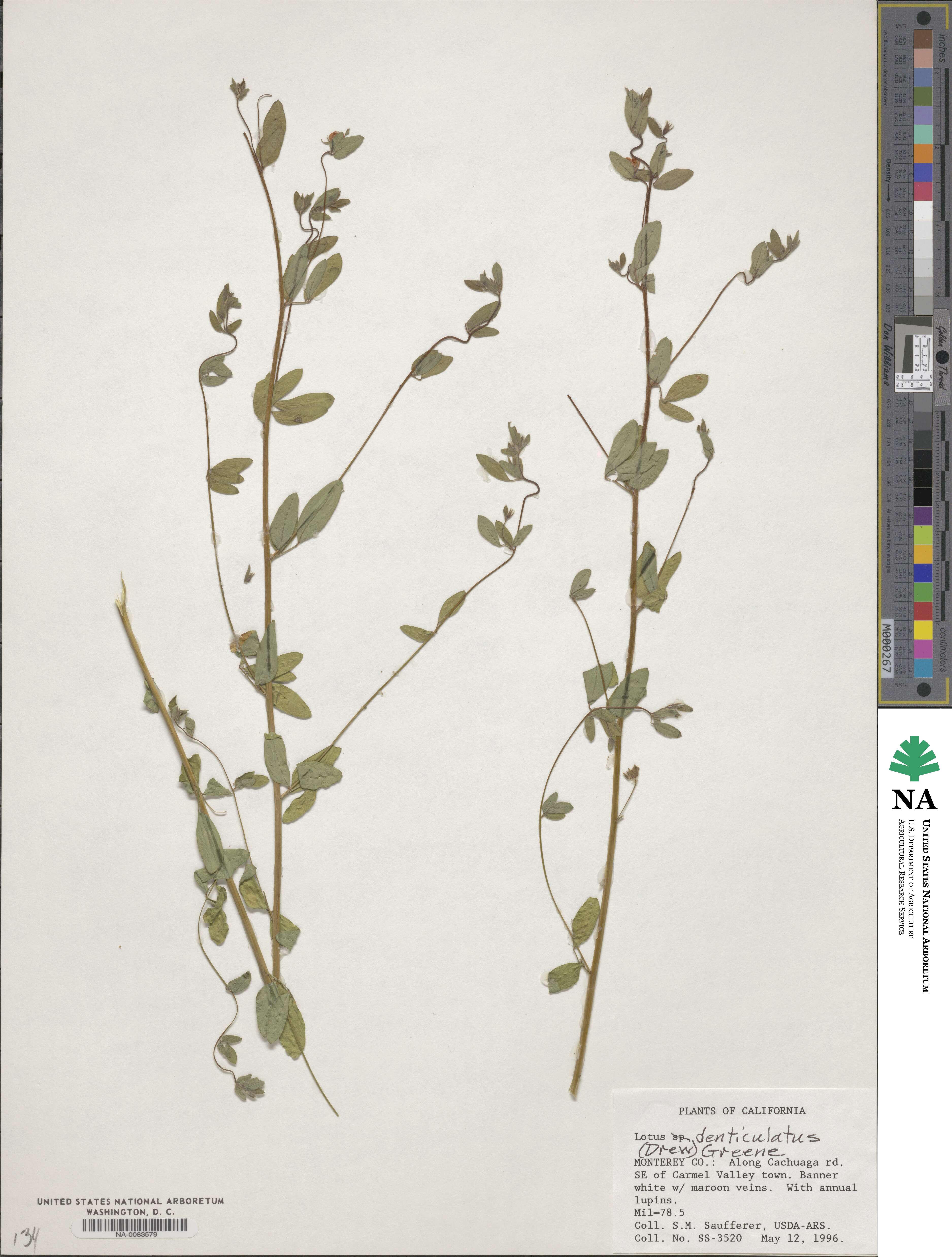 Acmispon denticulatus image