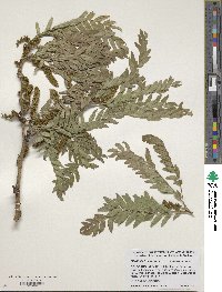 Gleditsia triacanthos image