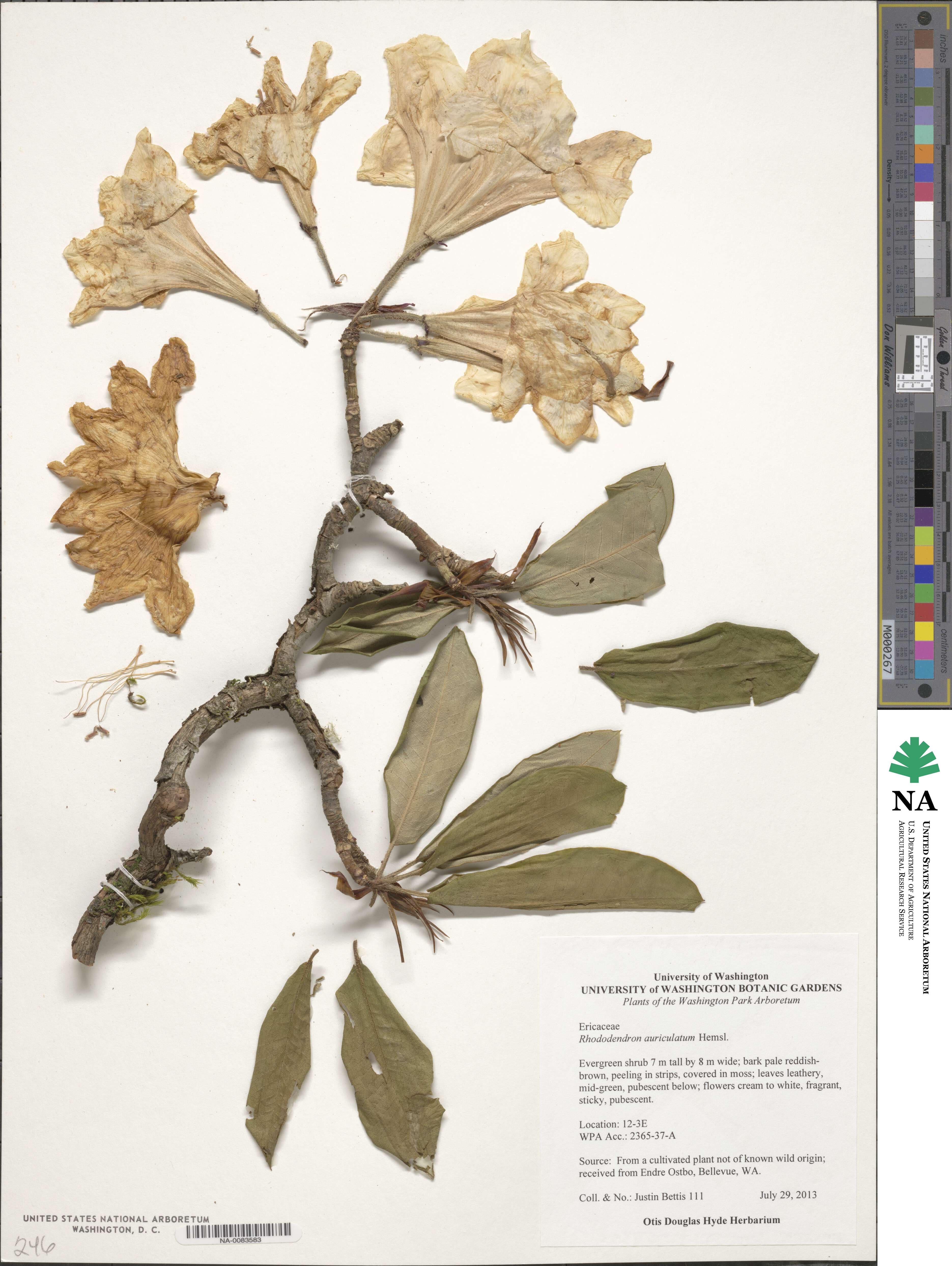 Rhododendron auriculatum image