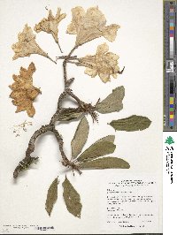 Rhododendron auriculatum image