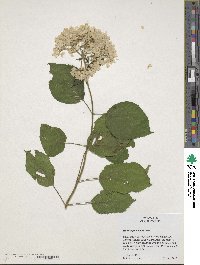 Hydrangea arborescens image