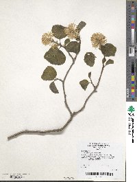 Fothergilla latifolia image