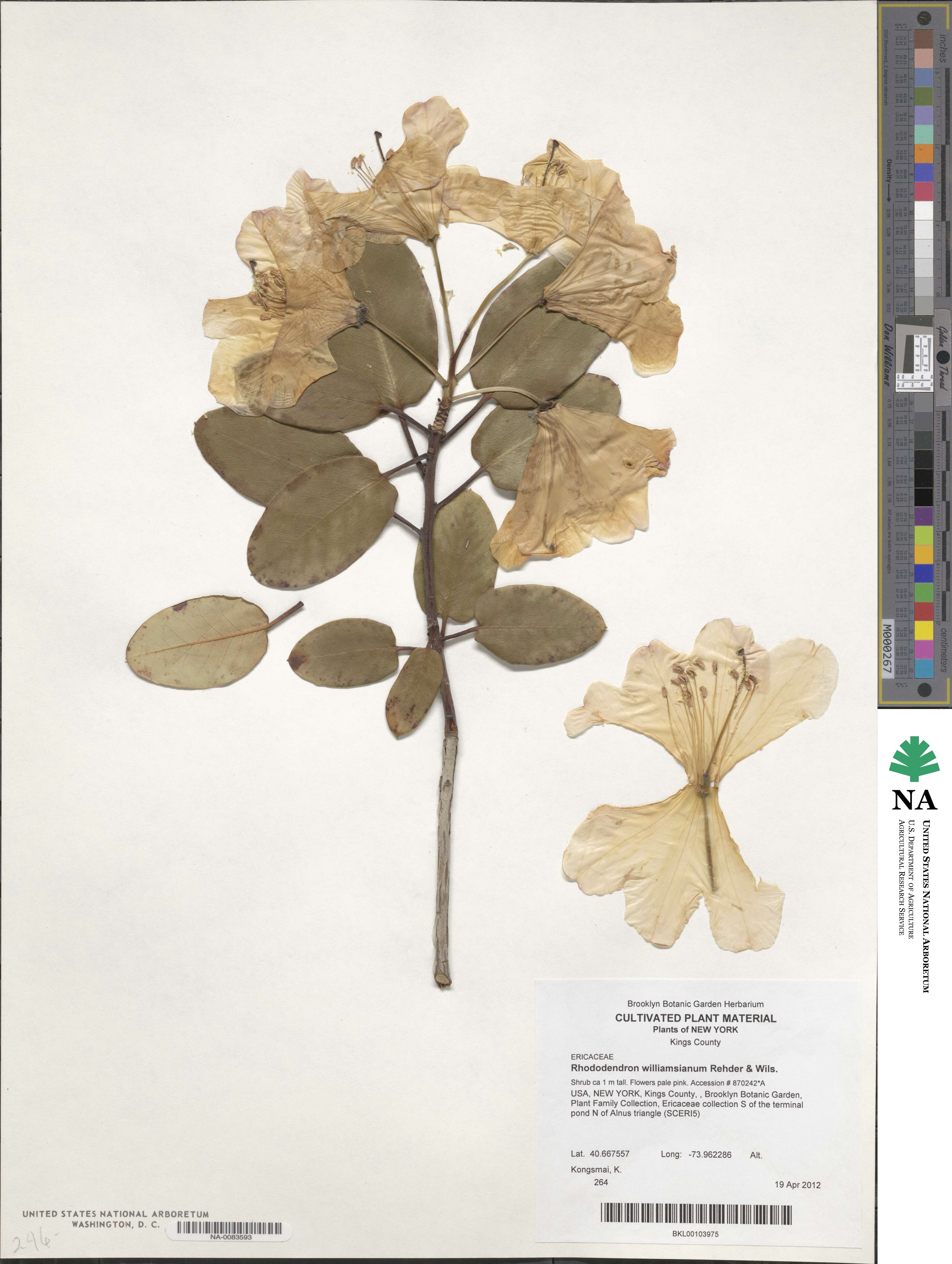 Rhododendron williamsianum image