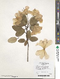 Rhododendron williamsianum image