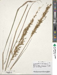 Sorghastrum nutans image