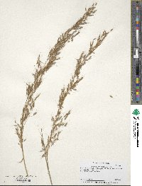 Sorghastrum nutans image