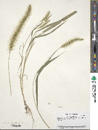 Elymus canadensis image