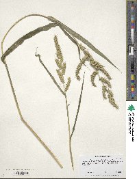 Echinochloa muricata image