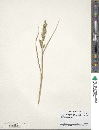 Echinochloa muricata image