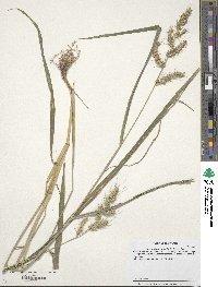 Echinochloa muricata image