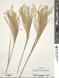 Miscanthus sinensis image