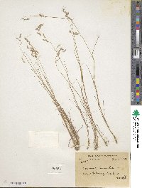 Poa nemoralis image